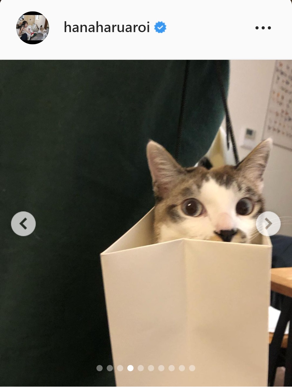 紙袋から顔を出す小野真弓の愛猫（小野真弓のインスタグラムより）
