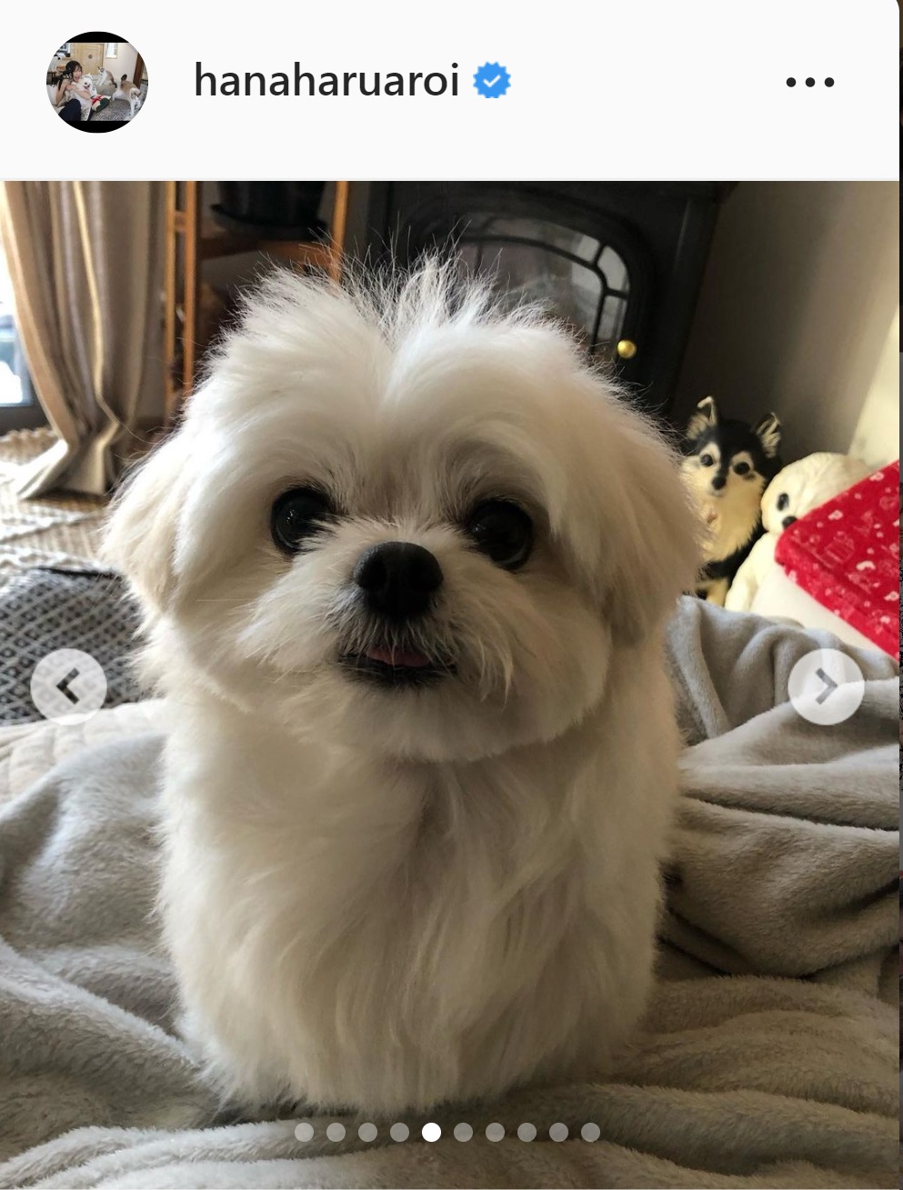 小野真弓の愛犬（小野真弓のインスタグラムより）