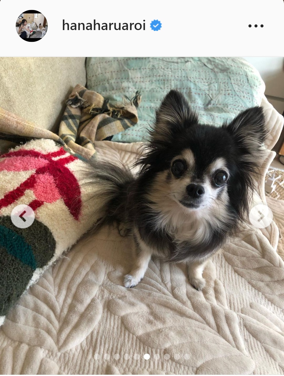 小野真弓の愛犬（小野真弓のインスタグラムより）