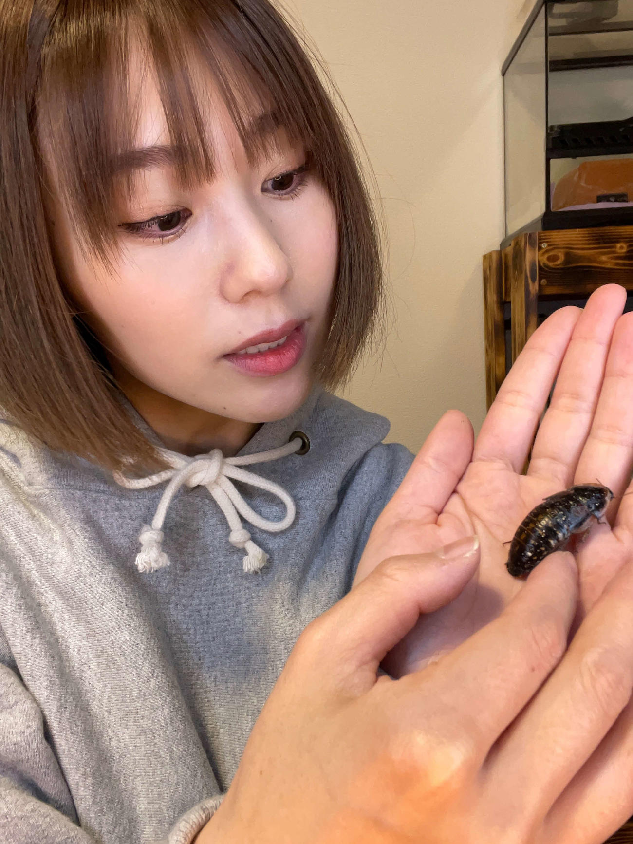 荒川真衣が自宅で飼うゴキブリの一種、デュビア