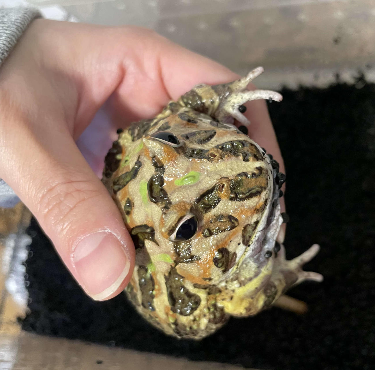荒川真衣が自宅で飼うツノガエルのミントちゃん