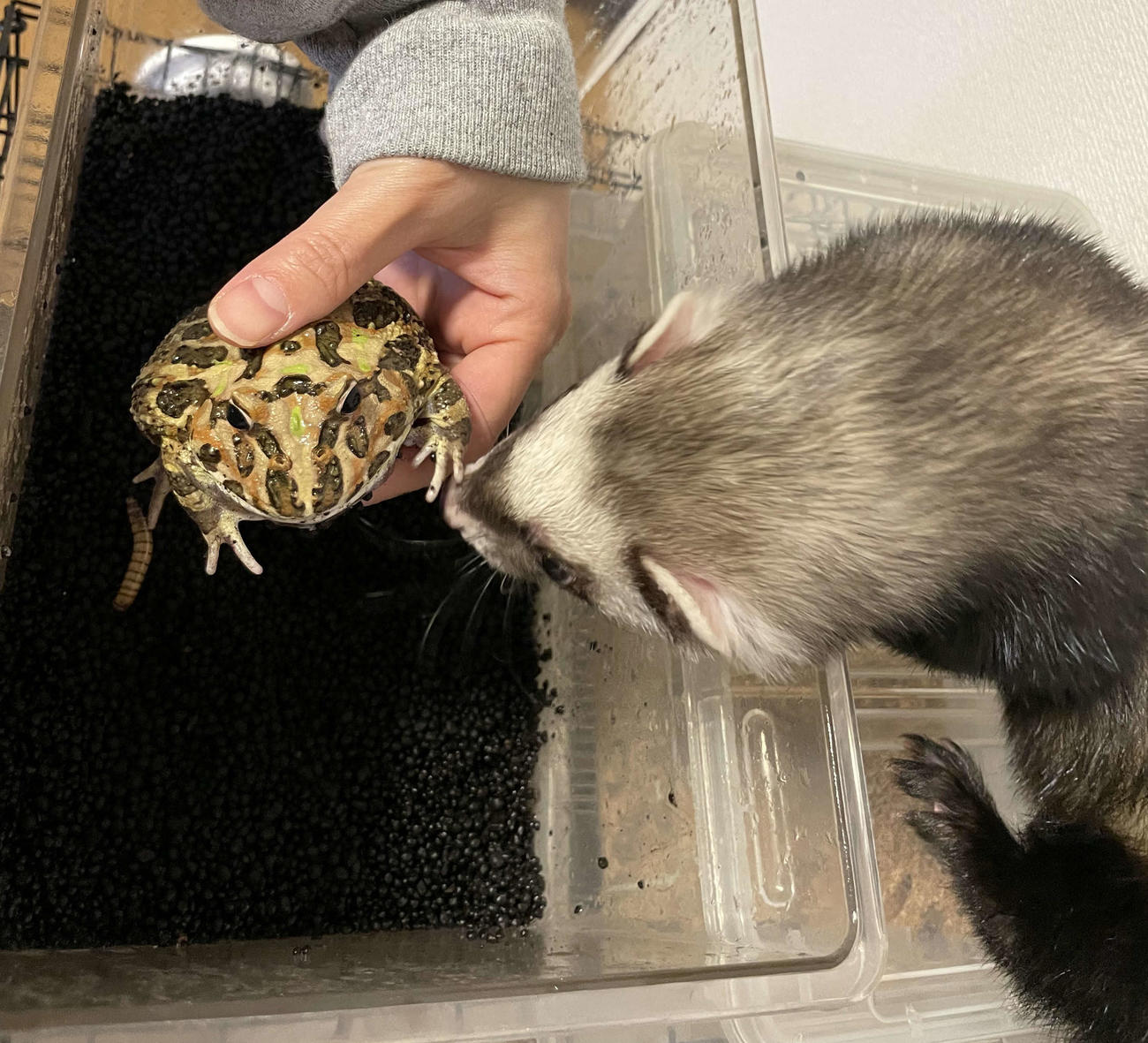 荒川真衣が自宅で飼うツノガエルのミントちゃんを興味津々に見つめるフェレットのマモルくん