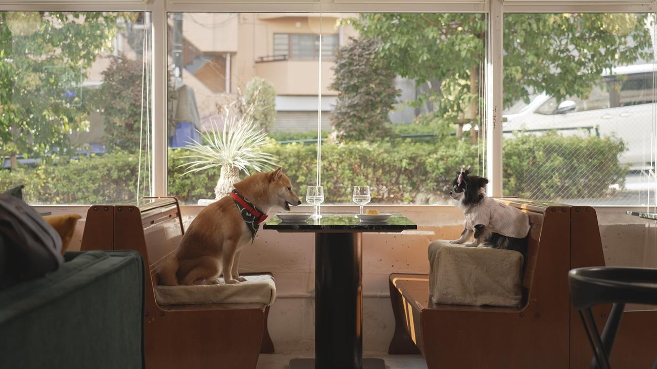 「東京犬ラブストーリー」のワンシーン（C）フジテレビ