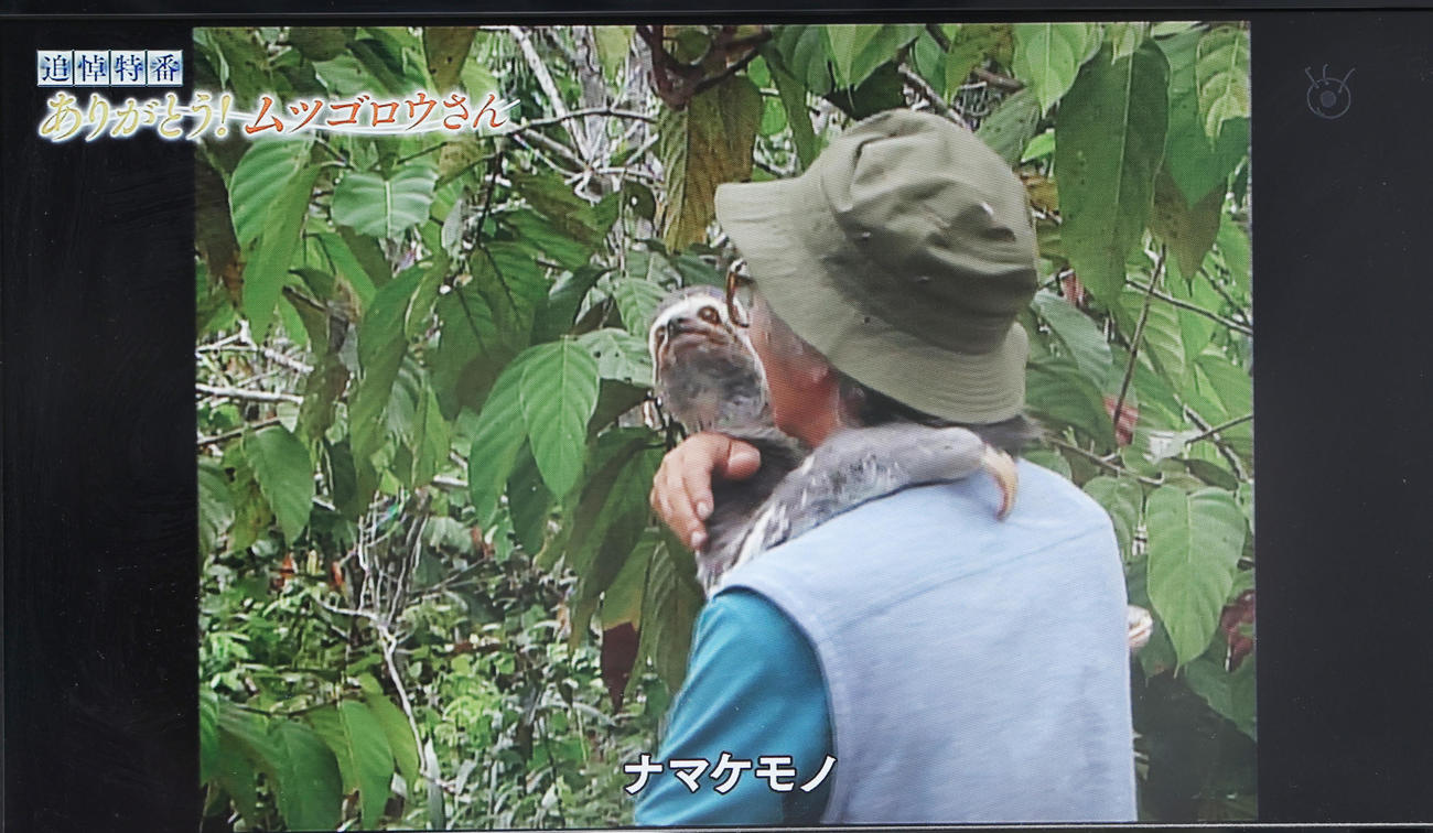 追悼番組「ありがとう！ムツゴロウさん」でナマケモノとたわむれるムツゴロウさん（フジテレビから）
