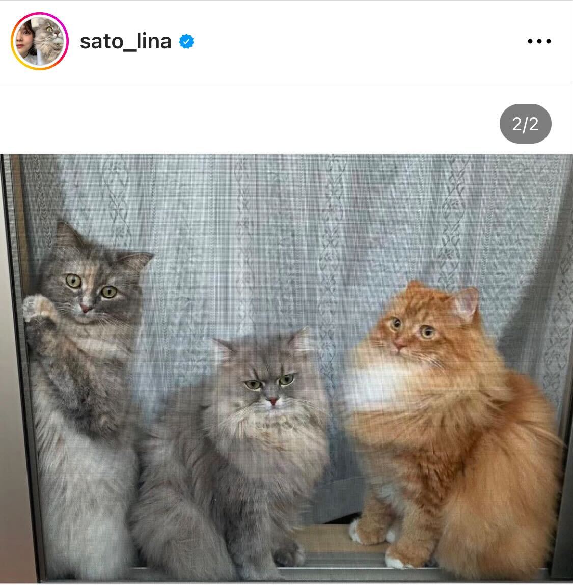 3匹の愛猫（日テレ佐藤梨那アナのインスタグラムから）