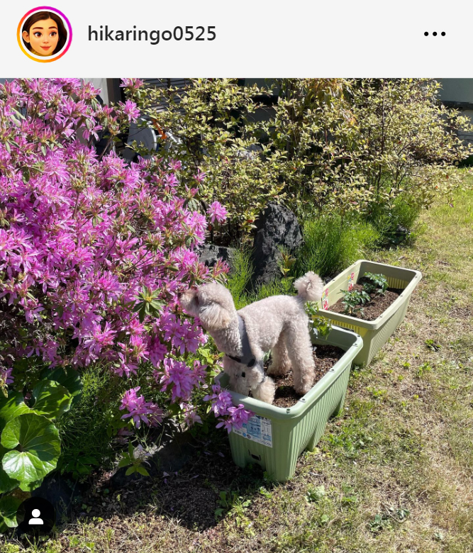 石田ひかりのインスタグラムから