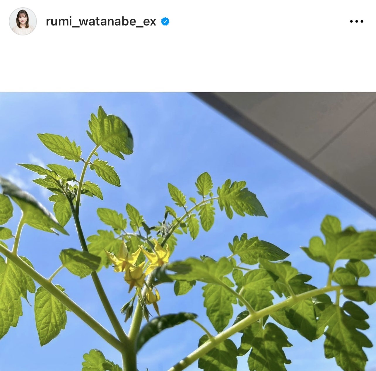 家庭菜園、ミニトマトの花のようすをアップ（渡辺瑠海アナウンサーのインスタグラムから）