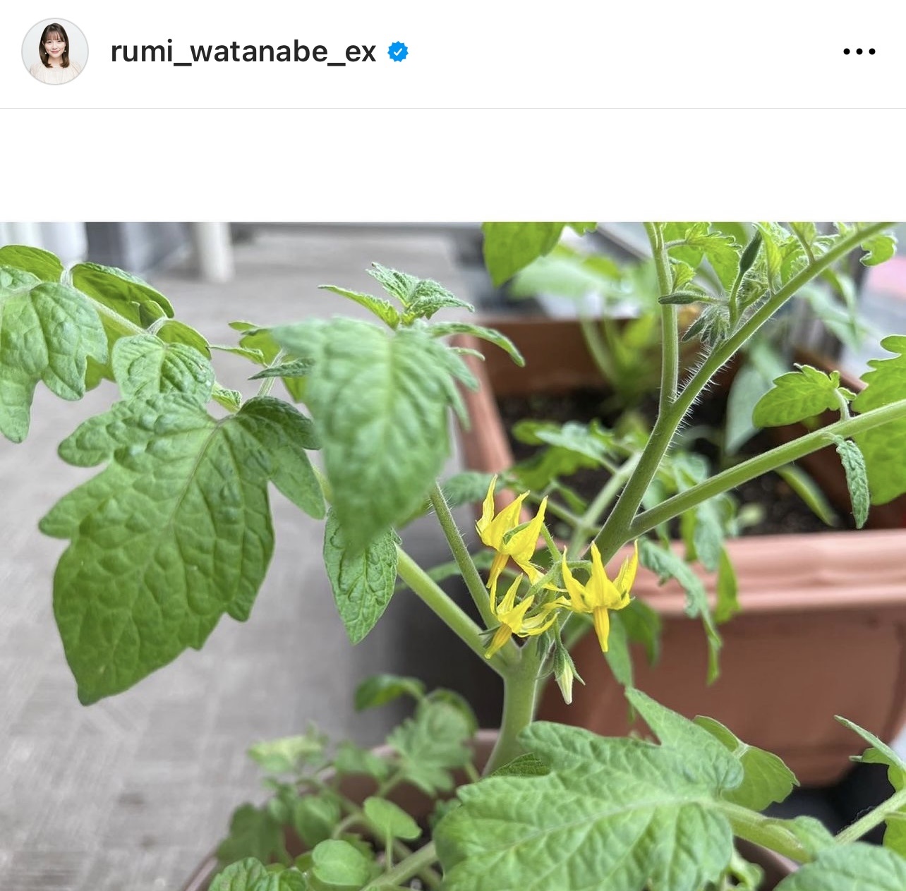 家庭菜園、ミニトマトの花のようすをアップ（渡辺瑠海アナウンサーのインスタグラムから）