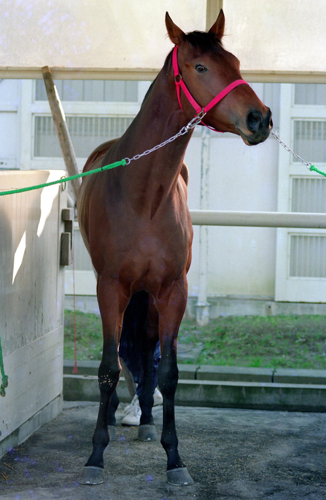 1991年12月、有馬記念に向けた調教後のナイスネイチャ