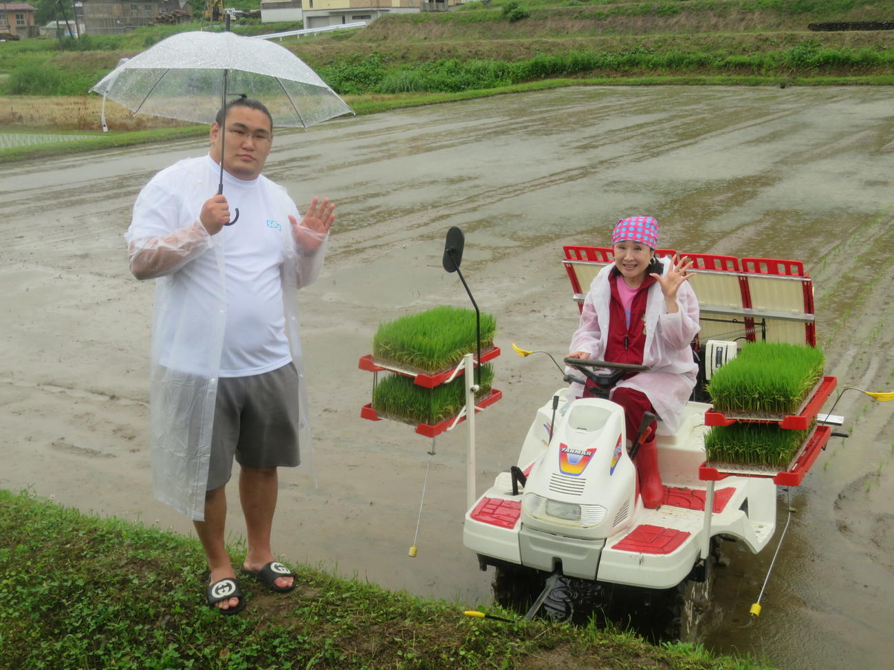 「越後情話立浪部屋ファーム」でブランド米「越後情話」の田植えセレモニーに出席した関脇豊昇龍（左）と小林幸子