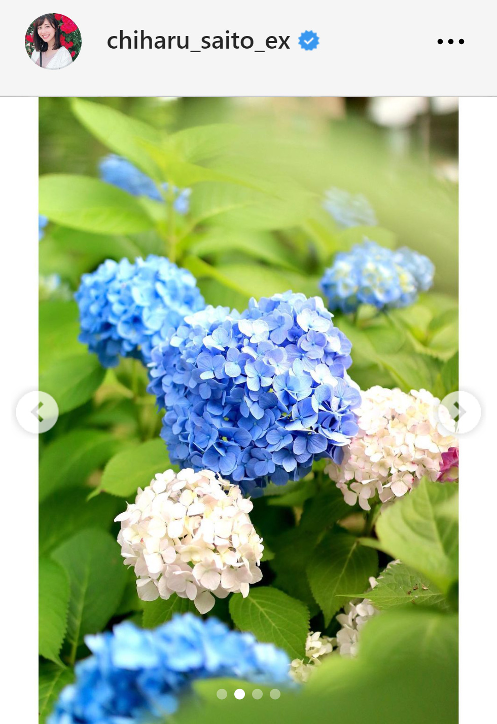 斎藤ちはるアナが撮影した花の写真（斎藤ちはるアナのインスタグラムから）