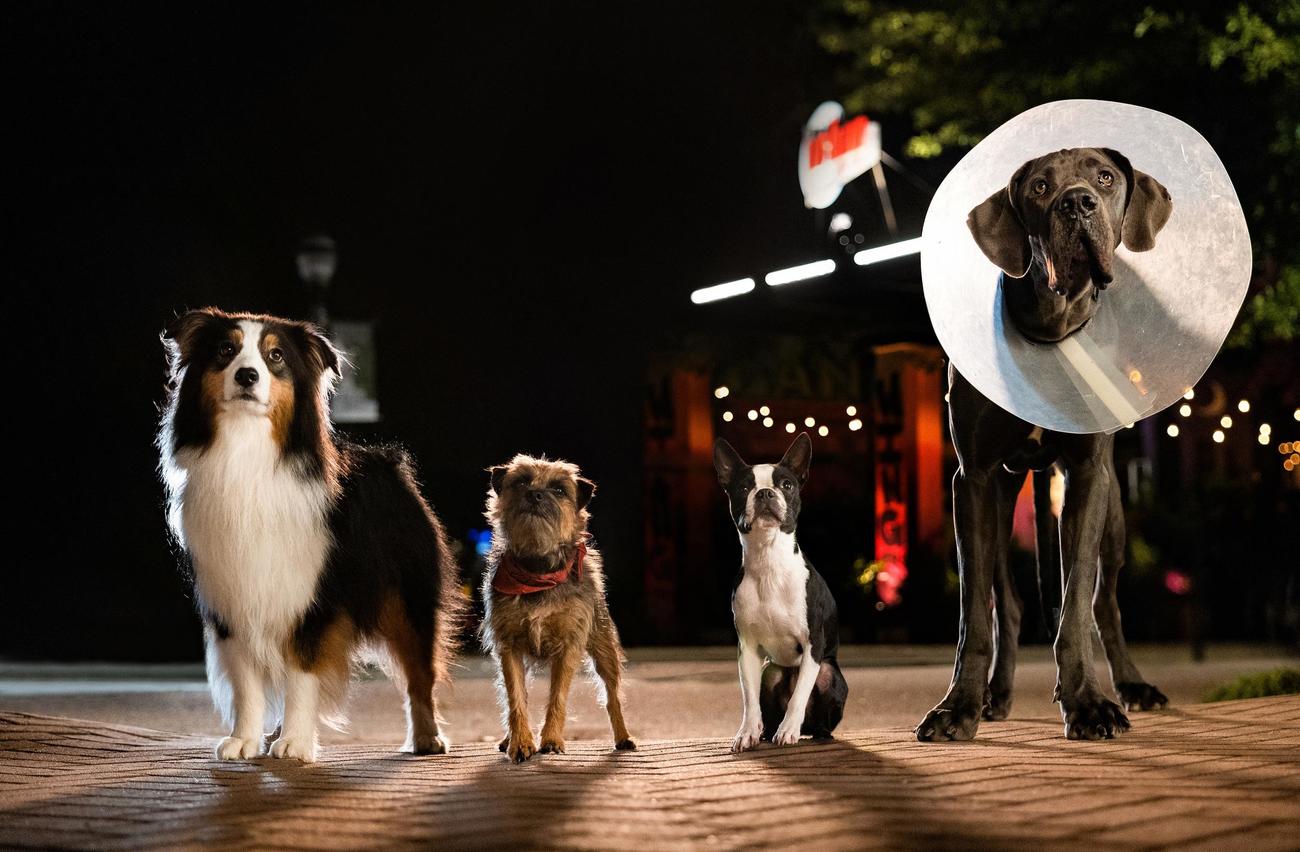 米映画「スラムドッグス」の主人公の犬たち。左からオーストラリアン・シェパードのマギー、ボーダー・テリアのレジー、ボストン・テリアのバグ、グレート・デーンのハンター(C)UNIVERSAL STUDIOS. All