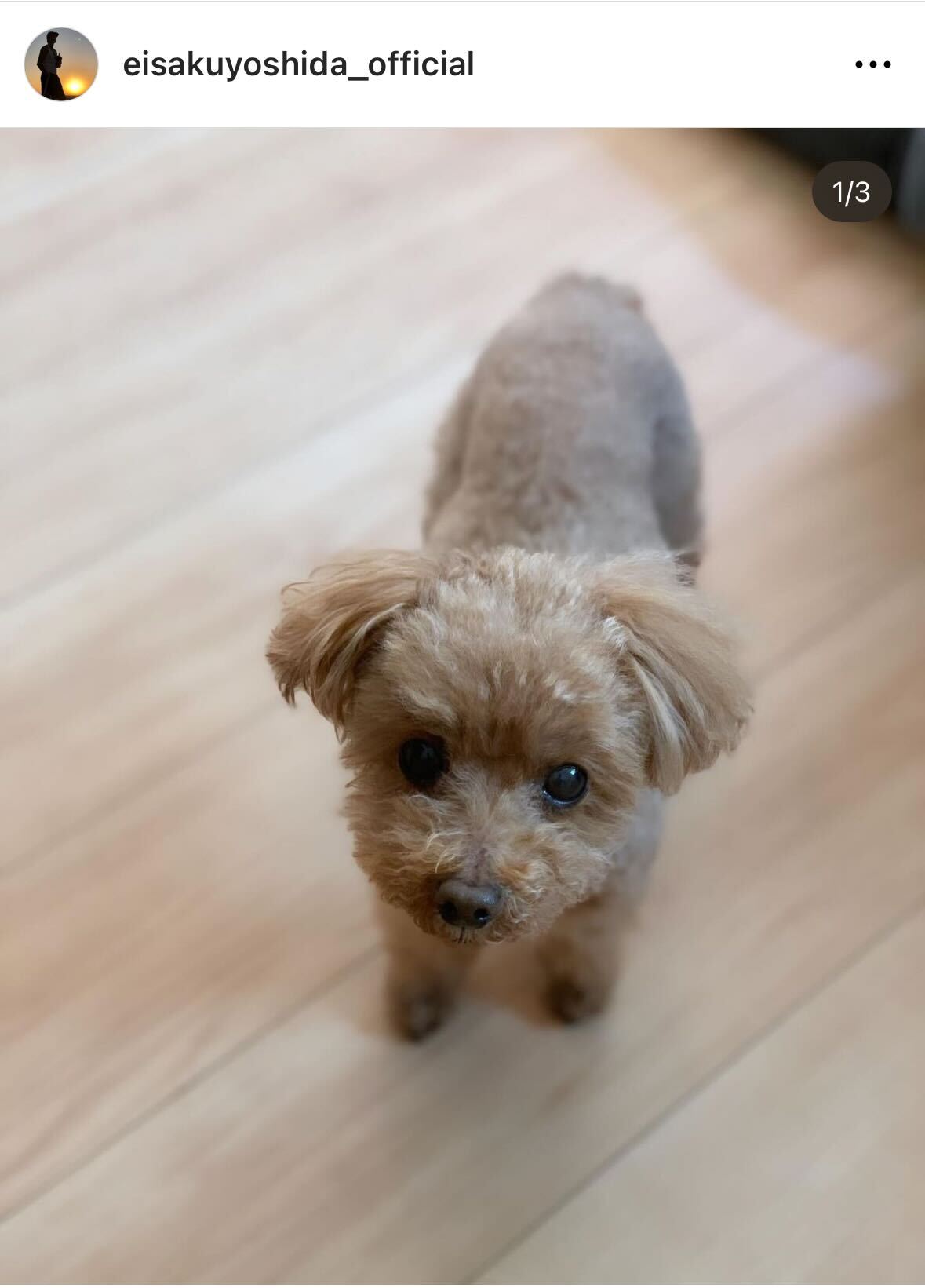 吉田栄作の愛犬トイプードル「ティンク」ちゃん（吉田栄作のインスタグラムから）