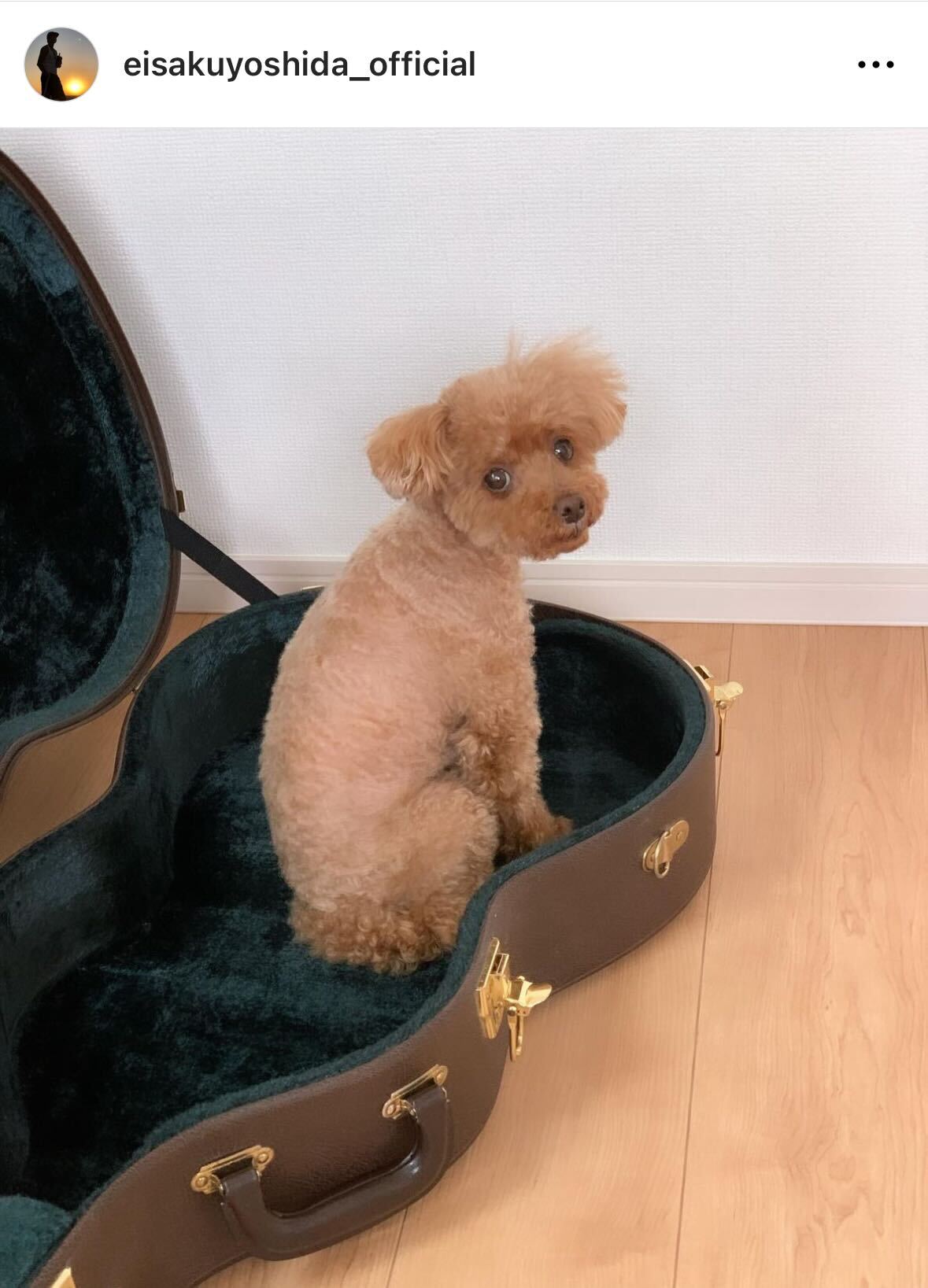 吉田栄作の愛犬トイプードル「ティンク」ちゃん（吉田栄作のインスタグラムから）