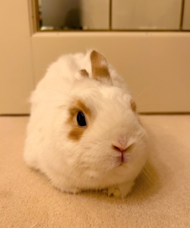 安めぐみオフィシャルブログから
