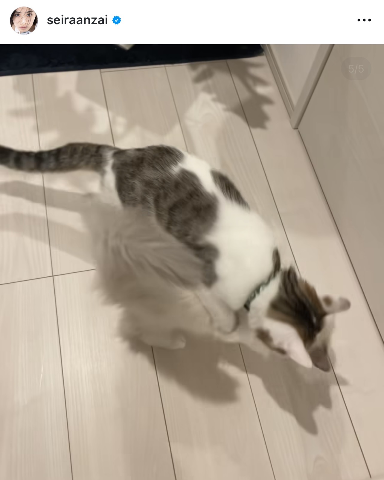 歩き回るもち（安斉星来のインスタグラムから）