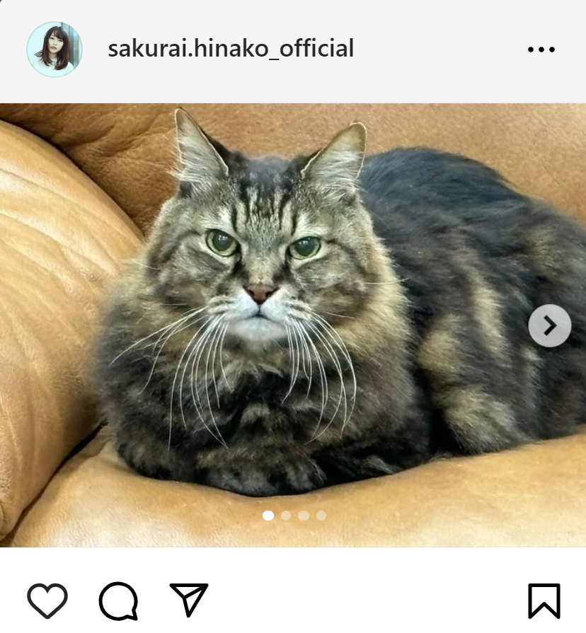 桜井日奈子のインスタグラムから