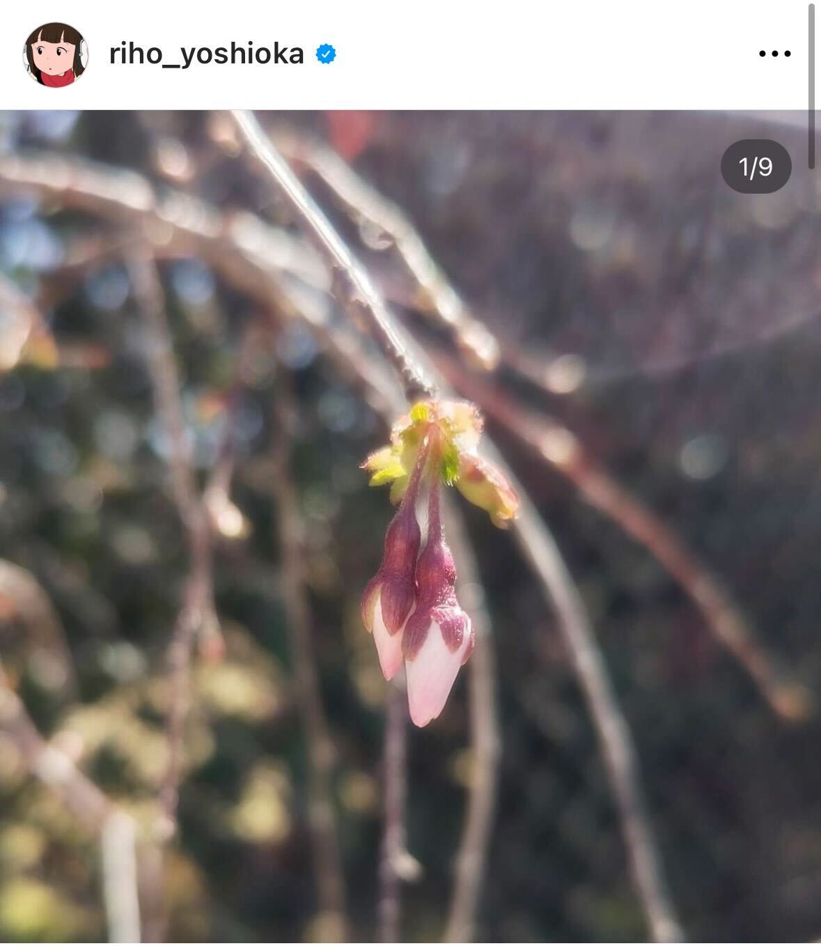 吉岡里帆のインスタグラムから