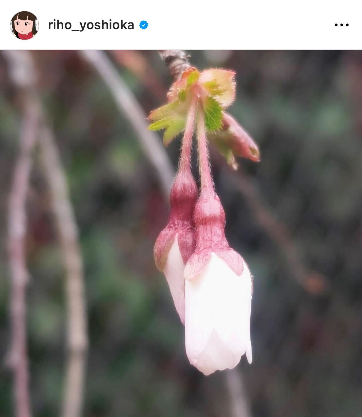 吉岡里帆のインスタグラムから