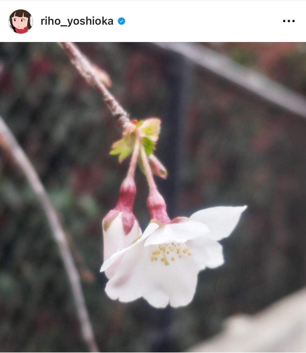 吉岡里帆のインスタグラムから