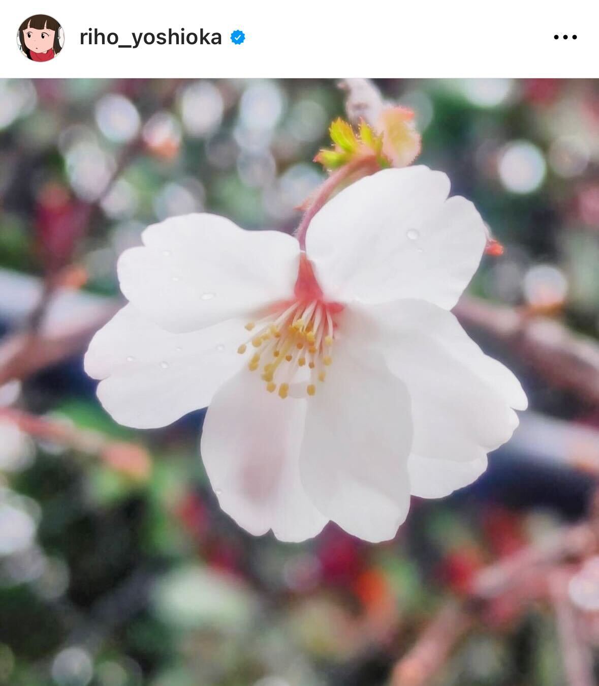 吉岡里帆のインスタグラムから