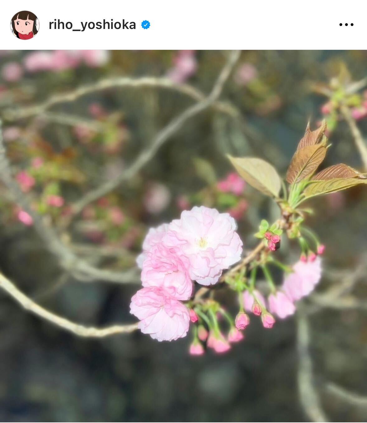 吉岡里帆のインスタグラムから