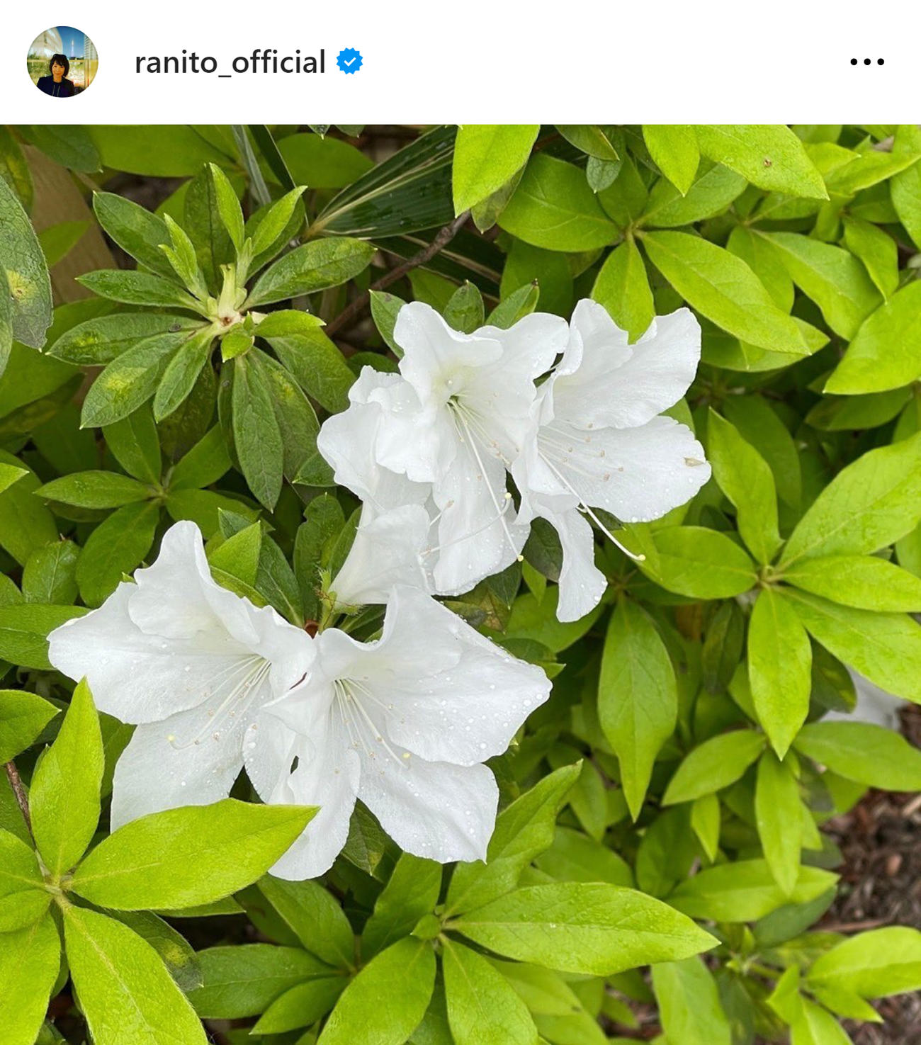伊藤蘭のインスタグラムから