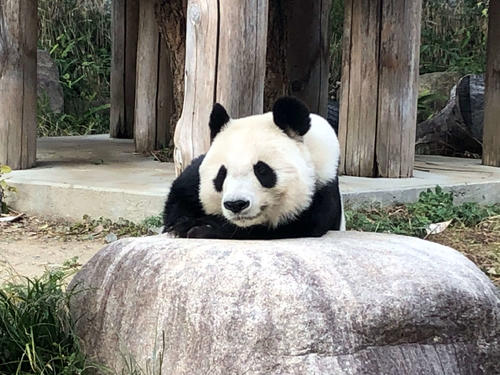 WEST.中間淳太がタンタン追悼式に思い「最後まで飼育員さんの方と一緒にいられてよかった」