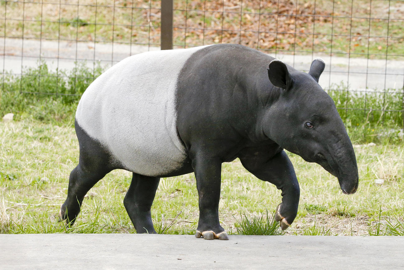 飼育員をかんだ雌のマレーバク（群馬サファリパーク提供＝共同）