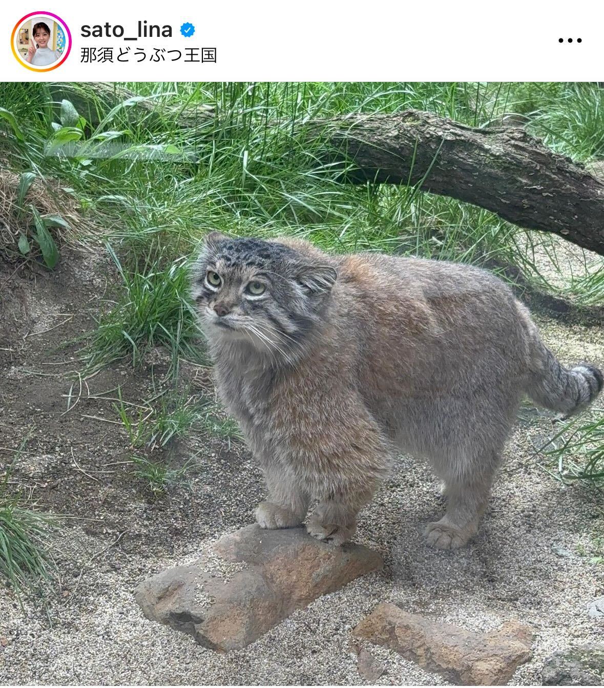 佐藤梨那アナのインスタグラムから