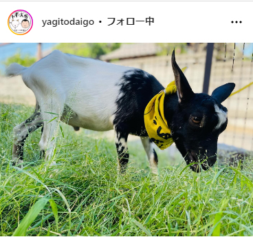 「ヤギと大悟」のインスタグラムから