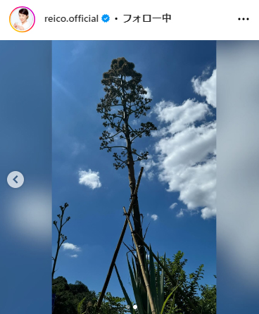 高島礼子のインスタグラムから