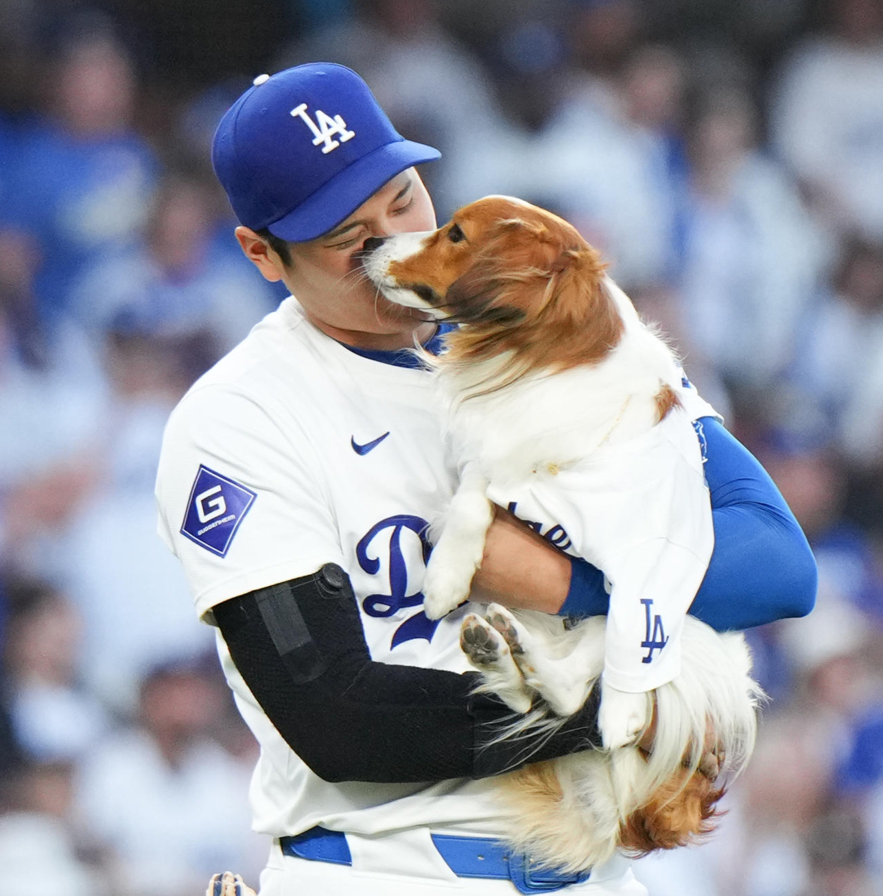 ドジャース対オリオールズ　始球式で愛犬のデコピンを抱いて登場する大谷（撮影・菅敏）