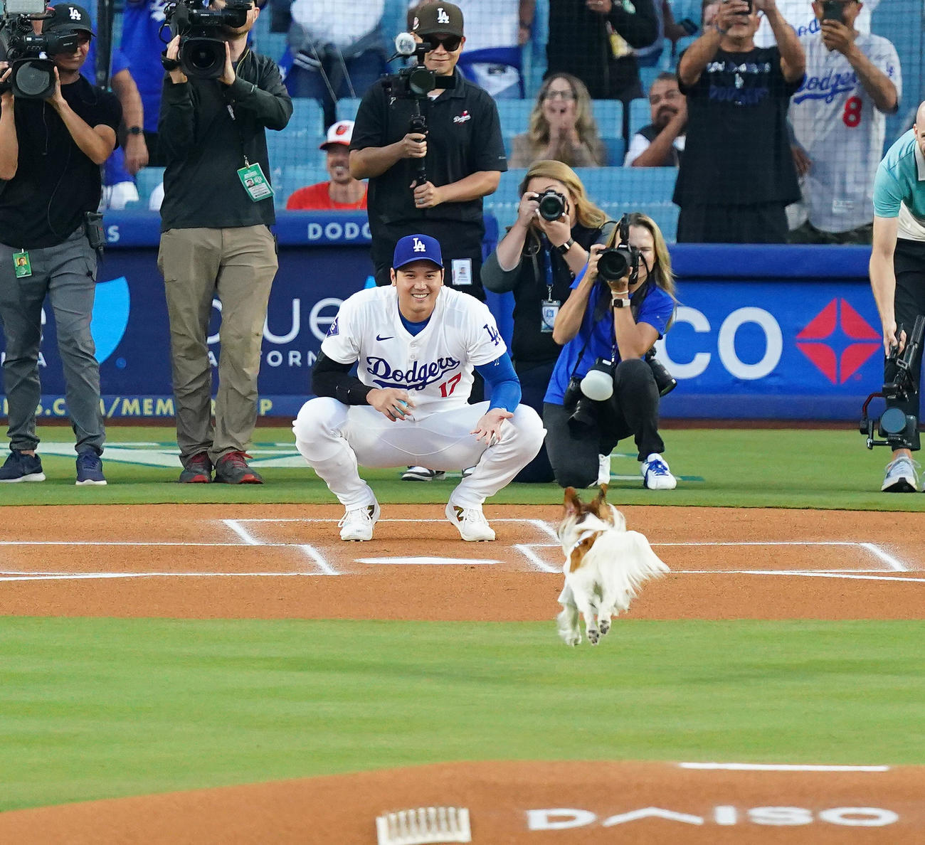 ドジャース対オリオールズ　始球式でボールをくわえ駆け寄る愛犬デコピンを笑顔で見つめる大谷（撮影・菅敏）