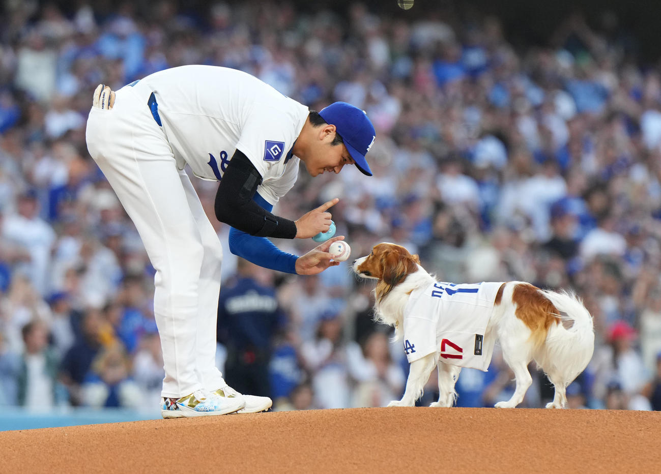 ドジャース対オリオールズ　始球式で愛犬デコピンをマウンドに連れて行き、話しかける大谷（撮影・菅敏）