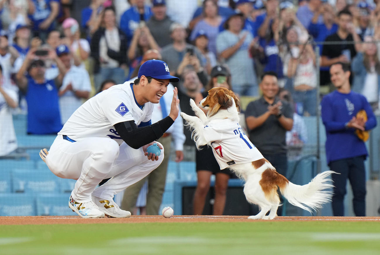 ドジャース対オリオールズ　始球式を務めた愛犬デコピンとタッチをする大谷（撮影・菅敏）