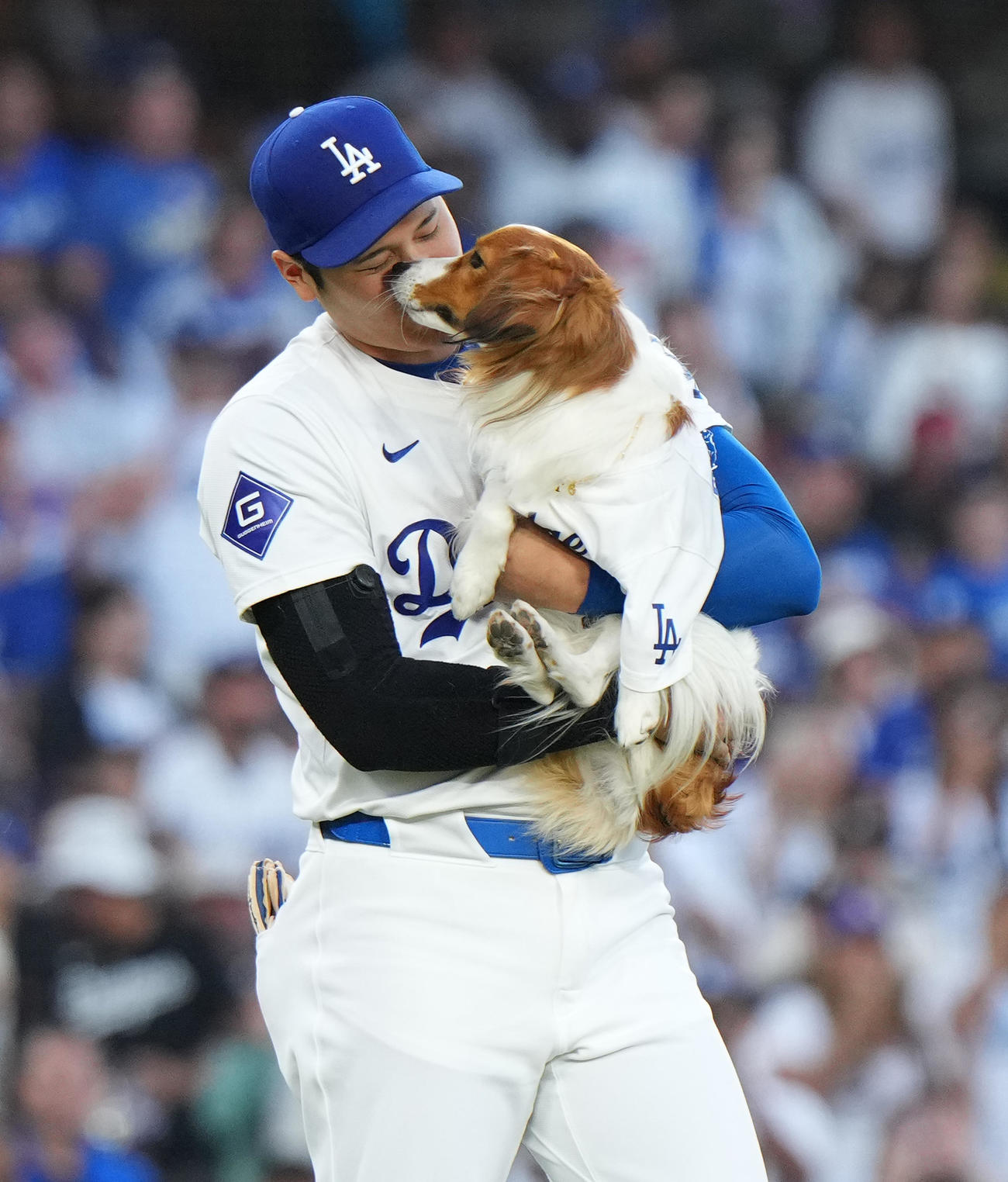 ドジャース対オリオールズ　始球式に登場し、愛犬デコピンにキスされるドジャース大谷（撮影・菅敏）