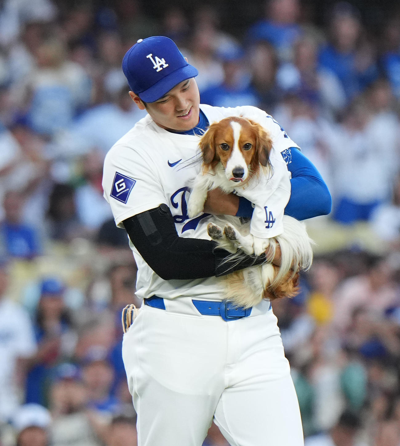 ドジャース対オリオールズ　始球式に愛犬デコピンと登場するドジャース大谷（撮影・菅敏）