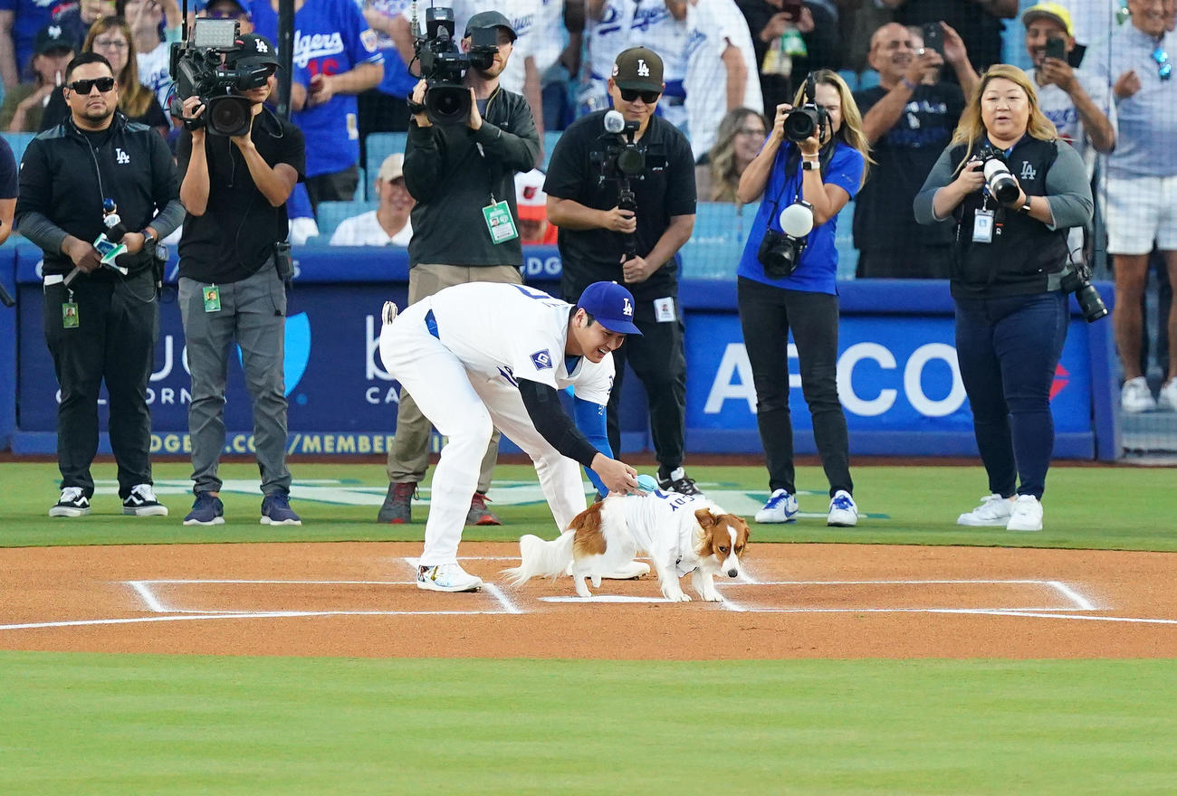ドジャース対オリオールズ　始球式を終えた愛犬デコピンを捕まえる大谷（撮影・菅敏）