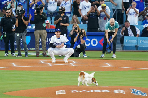 大谷翔平の愛犬デコピン“ストライク投球”「個人で教えたならたいしたもの」動物研究家ら絶賛