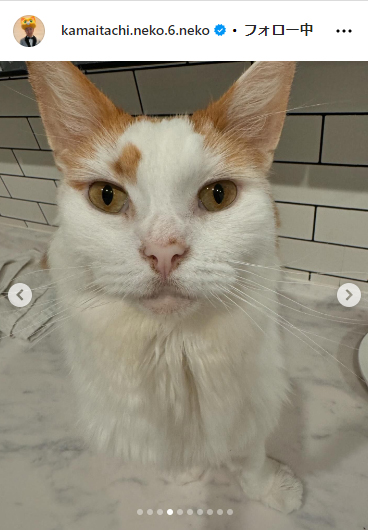 かまいたち山内と、猫たち、と犬のインスタグラムから