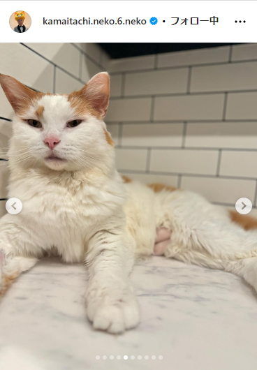 かまいたち山内と、猫たち、と犬のインスタグラムから
