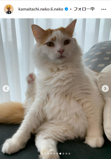 かまいたち山内と、猫たち、と犬のインスタグラムから