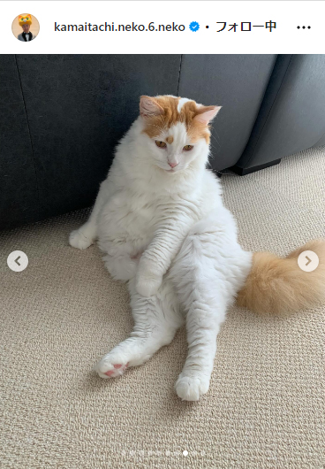かまいたち山内と、猫たち、と犬のインスタグラムから