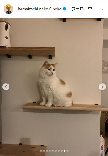 かまいたち山内と、猫たち、と犬のインスタグラムから