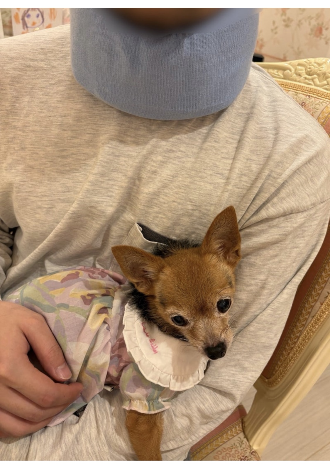 上原さくらブログから