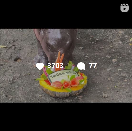 カオキヨウ開放型動物園のインスタグラムから