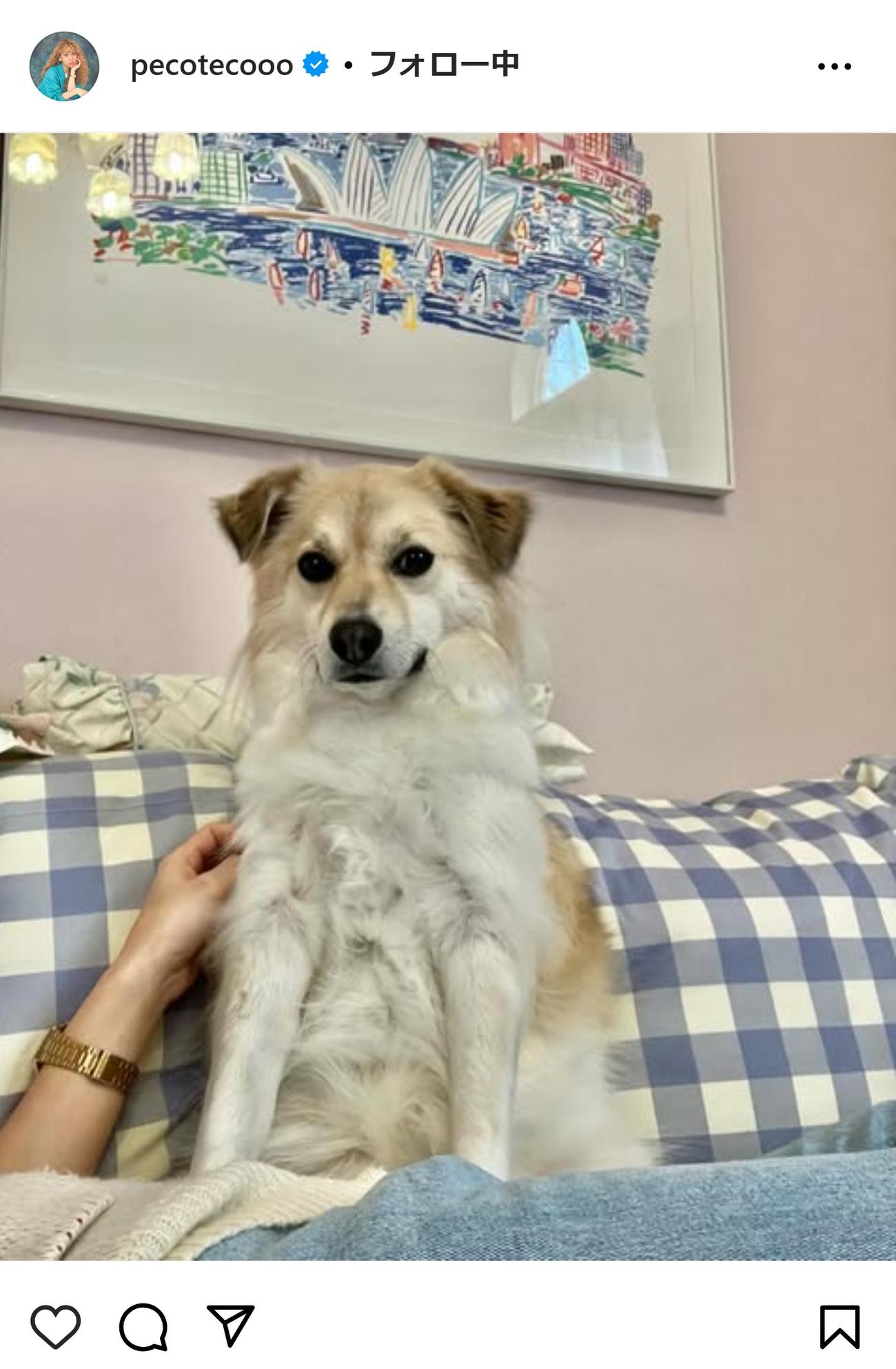 pecoのインスタグラムから