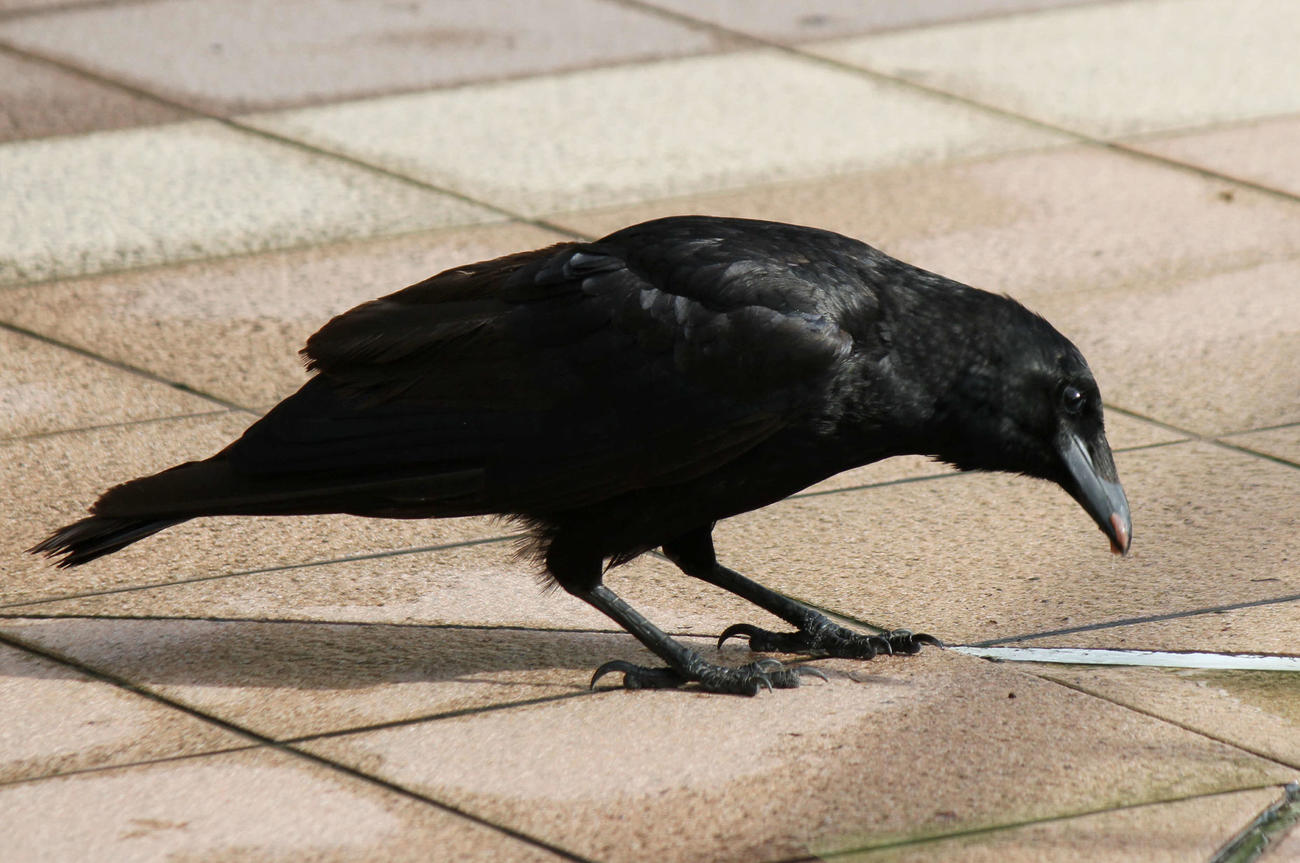 カラス