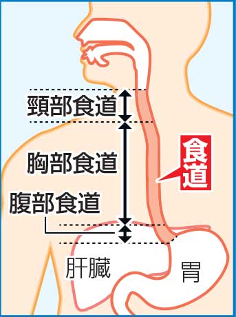 【イラスト】食道とは